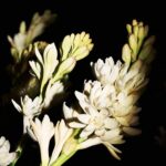 Gold Eau de Parfum with Tuberose & Ylang Ylang