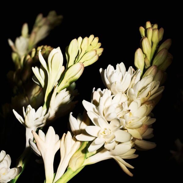 Gold Eau de Parfum with Tuberose & Ylang Ylang