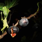 Lavallière Eau de Parfum with Fig & Rose