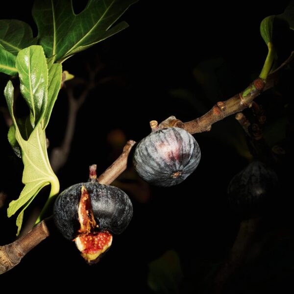 Lavallière Eau de Parfum with Fig & Rose