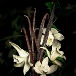 Babycat Eau de Parfum with Bourbon Vanilla & Suede