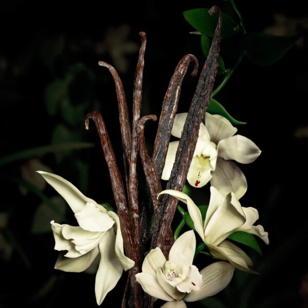 Babycat Eau de Parfum with Bourbon Vanilla & Suede